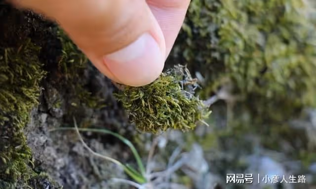 地表「最強」生物:煮不爛燒不死,能在真空150℃的環境存活!