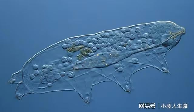 地表「最強」生物:煮不爛燒不死,能在真空150℃的環境存活!