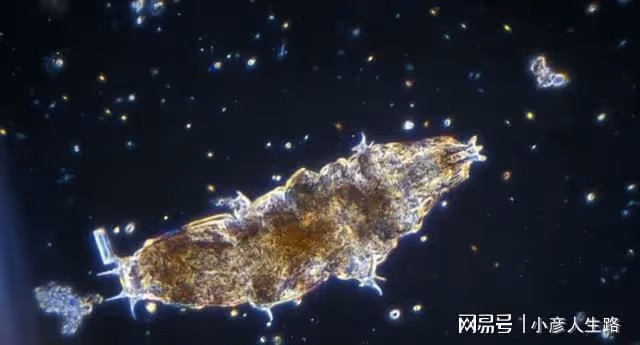 地表「最強」生物:煮不爛燒不死,能在真空150℃的環境存活!
