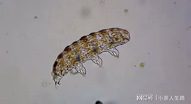 地表「最強」生物:煮不爛燒不死,能在真空150℃的環境存活!