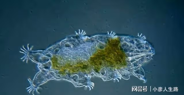 地表「最強」生物:煮不爛燒不死,能在真空150℃的環境存活!