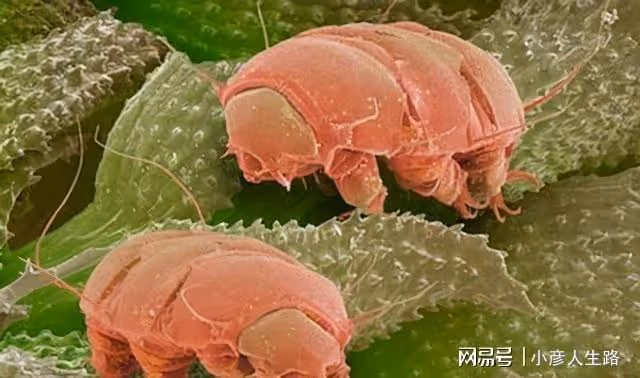 地表「最強」生物:煮不爛燒不死,能在真空150℃的環境存活!