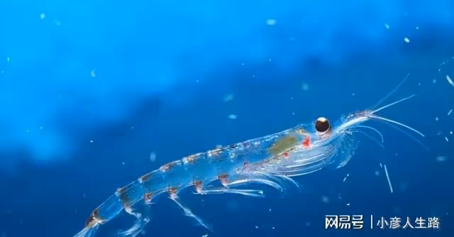 世界上生存能力最強的動物:人類每年消耗2億噸,卻還泛濫成災!