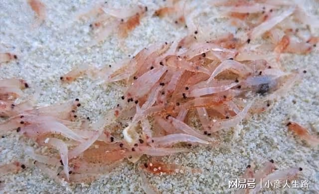 世界上生存能力最強的動物:人類每年消耗2億噸,卻還泛濫成災!