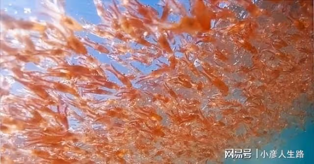 世界上生存能力最強的動物:人類每年消耗2億噸,卻還泛濫成災!