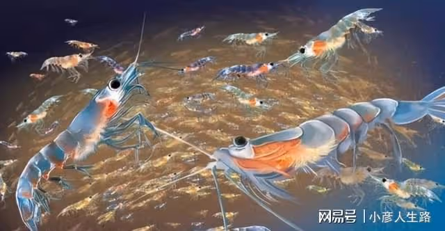 世界上生存能力最強的動物:人類每年消耗2億噸,卻還泛濫成災!