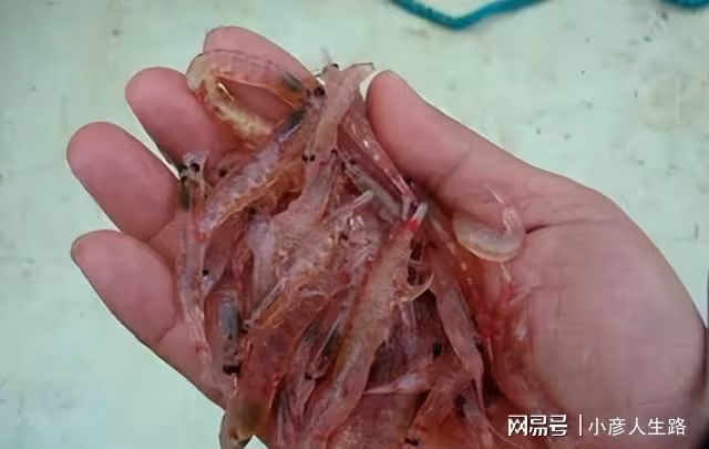 世界上生存能力最強的動物:人類每年消耗2億噸,卻還泛濫成災!