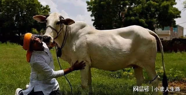 印度人不吃豬、牛肉,卻唯獨愛吃這種肉,網友看完:看都看不下去