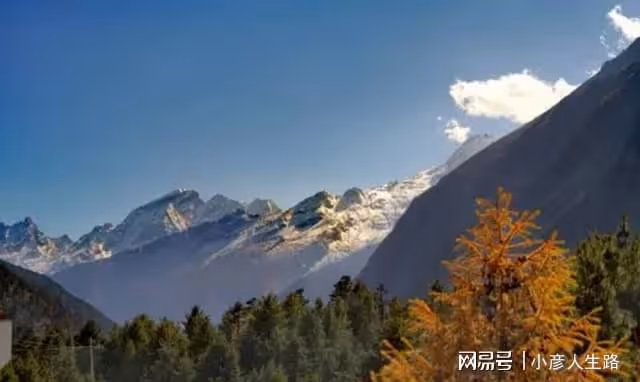 吉隆溝發現金豺,它們頭上有「犄角」,臉上有臭腺,愛偷雪豹獵物