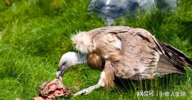 吉隆溝發現金豺,它們頭上有「犄角」,臉上有臭腺,愛偷雪豹獵物