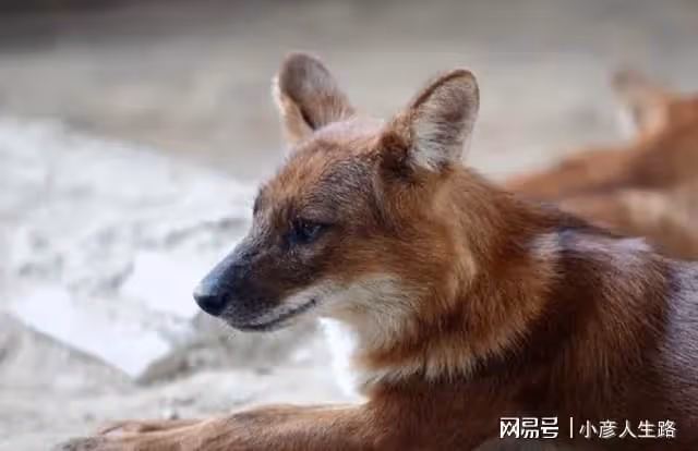 吉隆溝發現金豺,它們頭上有「犄角」,臉上有臭腺,愛偷雪豹獵物