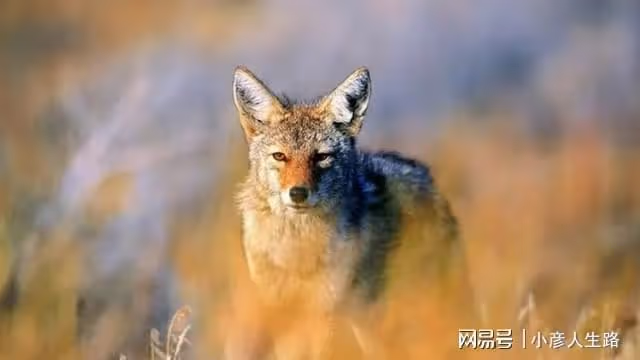 吉隆溝發現金豺,它們頭上有「犄角」,臉上有臭腺,愛偷雪豹獵物