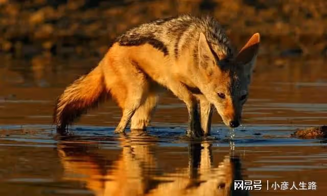 吉隆溝發現金豺,它們頭上有「犄角」,臉上有臭腺,愛偷雪豹獵物