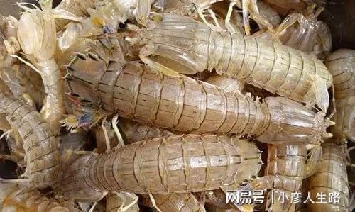 印度大蝦泛濫成災,低價出口我國卻遭到國人的拒絕,這是為何