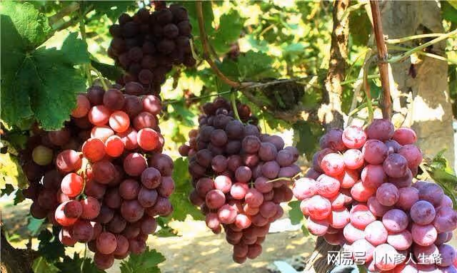 又是葡萄成熟季,多彩廣宗等你來