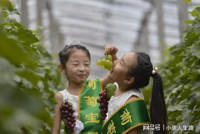 又是葡萄成熟季,多彩廣宗等你來