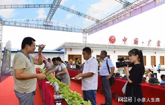 又是葡萄成熟季,多彩廣宗等你來