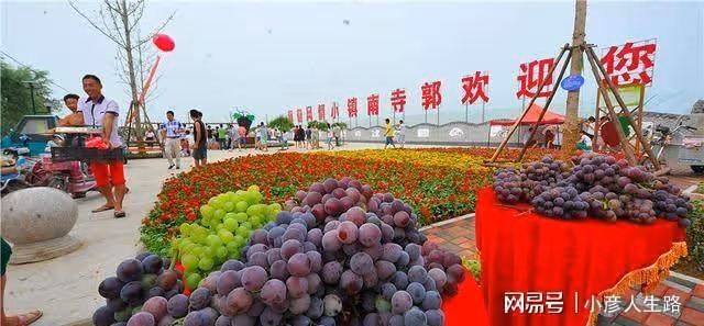 又是葡萄成熟季,多彩廣宗等你來