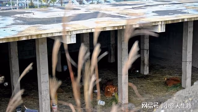 貴州貧困縣將打造世界最大雕像,耗資近億元,如今卻變成養牛場