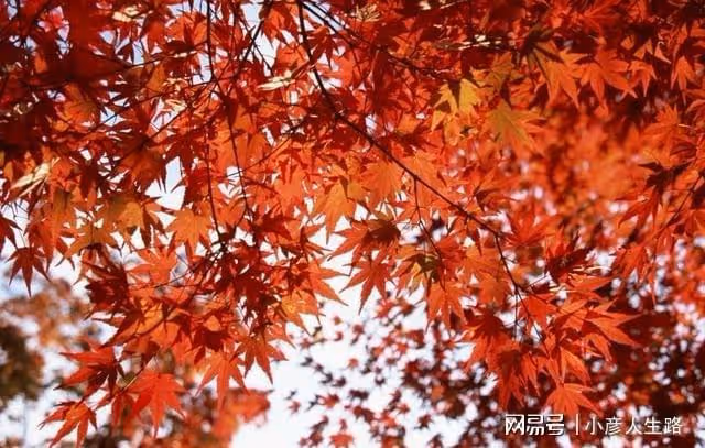 在中國被當垃圾扔掉,沒曾想在日本卻成高端美食?還吃了上百年!