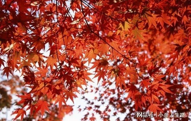 在中國被當垃圾扔掉,沒曾想在日本卻成高端美食?還吃了上百年!