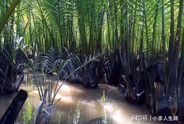 越南人:為什麼我們不吃的水果,中國人卻很愛吃!你知道是什麼嗎