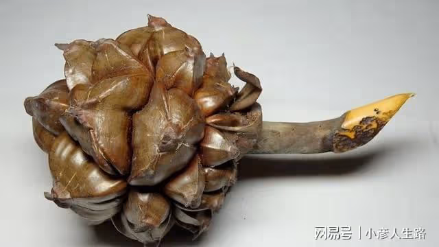 越南人:為什麼我們不吃的水果,中國人卻很愛吃!你知道是什麼嗎