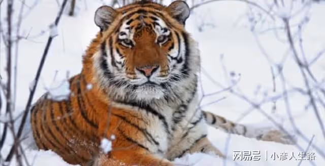 長白山東北虎下山捕獵,與烏蘇里棕熊展開鬥爭,黃牛趁機溜之大吉