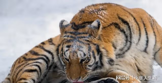 長白山東北虎下山捕獵,與烏蘇里棕熊展開鬥爭,黃牛趁機溜之大吉