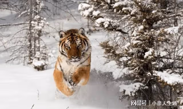 長白山東北虎下山捕獵,與烏蘇里棕熊展開鬥爭,黃牛趁機溜之大吉