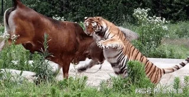 長白山東北虎下山捕獵,與烏蘇里棕熊展開鬥爭,黃牛趁機溜之大吉