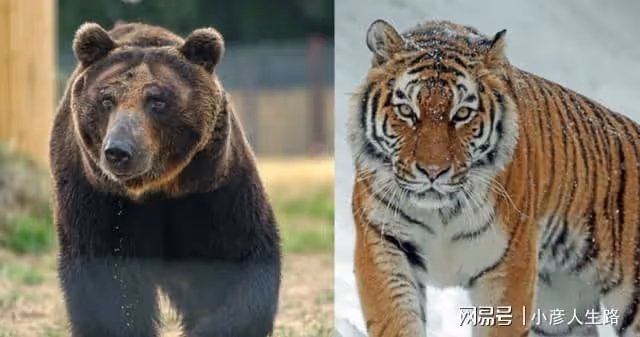 長白山東北虎下山捕獵,與烏蘇里棕熊展開鬥爭,黃牛趁機溜之大吉