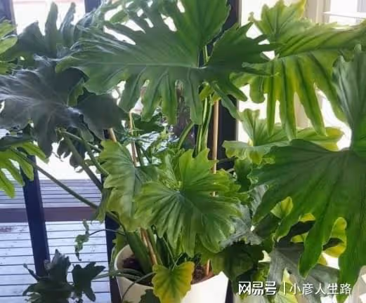 俗語「陽台三不放,避免家興旺」,指的是哪「三不放」,有道理嗎