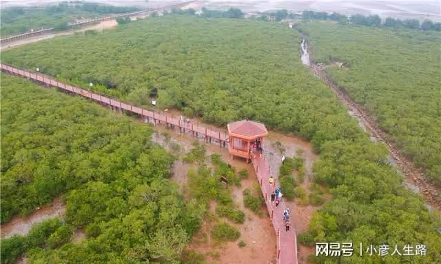 廣東有一個唯美的海上綠洲,長滿了紅樹林,環境優美很少遊客知道