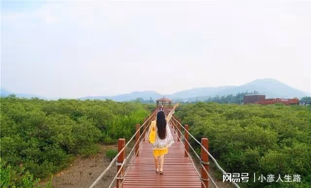 廣東有一個唯美的海上綠洲,長滿了紅樹林,環境優美很少遊客知道