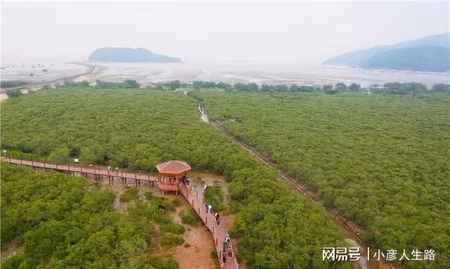廣東有一個唯美的海上綠洲,長滿了紅樹林,環境優美很少遊客知道