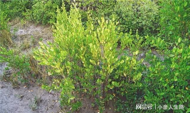 廣東有一個唯美的海上綠洲,長滿了紅樹林,環境優美很少遊客知道