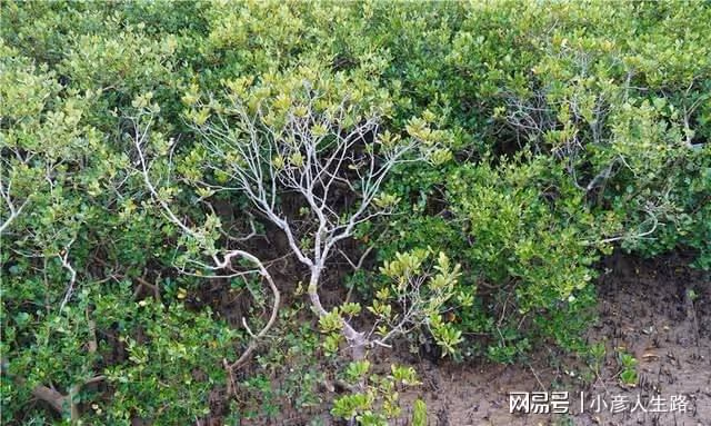 廣東有一個唯美的海上綠洲,長滿了紅樹林,環境優美很少遊客知道