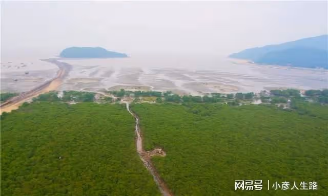 廣東有一個唯美的海上綠洲,長滿了紅樹林,環境優美很少遊客知道