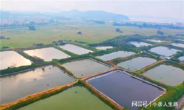 廣東有一個唯美的海上綠洲,長滿了紅樹林,環境優美很少遊客知道