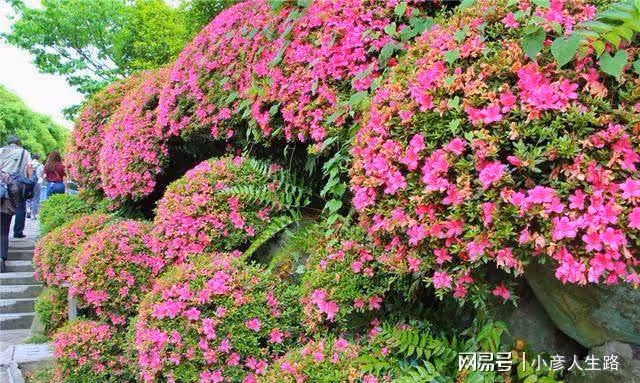長崎哥巴拉公園,看看150年前的西餐桌上都有什麼