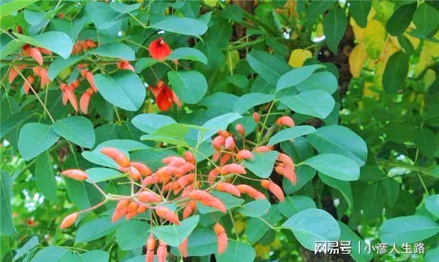 長崎哥巴拉公園,看看150年前的西餐桌上都有什麼