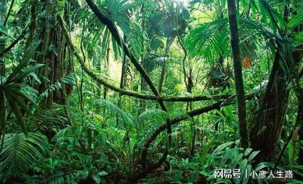 亞馬遜最難受的成年禮,要求被子彈蟻咬十分鐘不喊疼,通過就成年