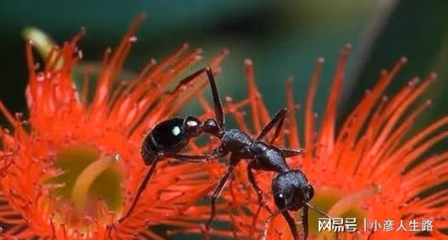 亞馬遜最難受的成年禮,要求被子彈蟻咬十分鐘不喊疼,通過就成年
