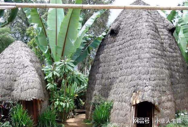 亞馬遜最難受的成年禮，要求被子彈蟻咬十分鐘不喊疼，通過就成年