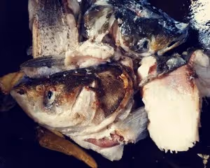 奶白奶白的胖頭魚湯