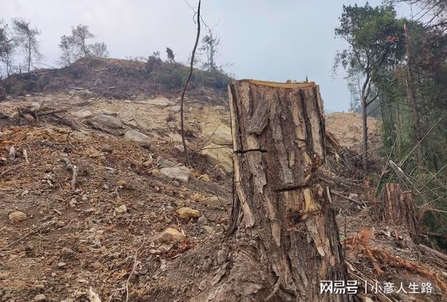 北碚縉雲山隔離帶，倉促形成立下大功，何去何從還沒有定論