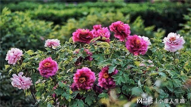 中國傳統的花朝節,來開封禹王台尋覓李白的足跡
