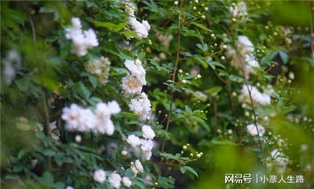 中國傳統的花朝節，來開封禹王台尋覓李白的足跡