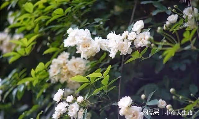 中國傳統的花朝節，來開封禹王台尋覓李白的足跡